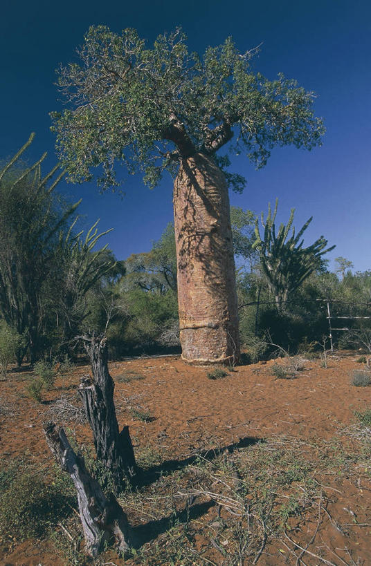 无人,竖图,室外,白天,非洲,马达加斯加,科学,树,天空,自然,摄影,环境,生物学,气候,万里无云,常绿树,猴面包树,东非,自然地理,针叶树,彩图