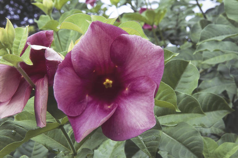 无人,横图,室外,特写,白天,植物,科学,花,花瓣,紫色,自然,摄影,环境,生物学,英属维京群岛,维京群岛,自然地理,彩图