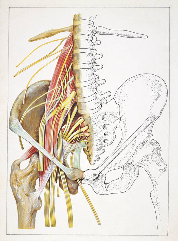骨骼,骨盆,肌肉,健壮,无人,竖图,插画,数码,科技,阴影,网络,高光,几何,计算机图形,合成,图画,画,健康,生病,活力,力量,人体,摄影,青春,电脑合成图,数码合成图,生物学,强壮,合成图,漫画,写实,具体,具象,人体结构,脊柱,彩图,背痛