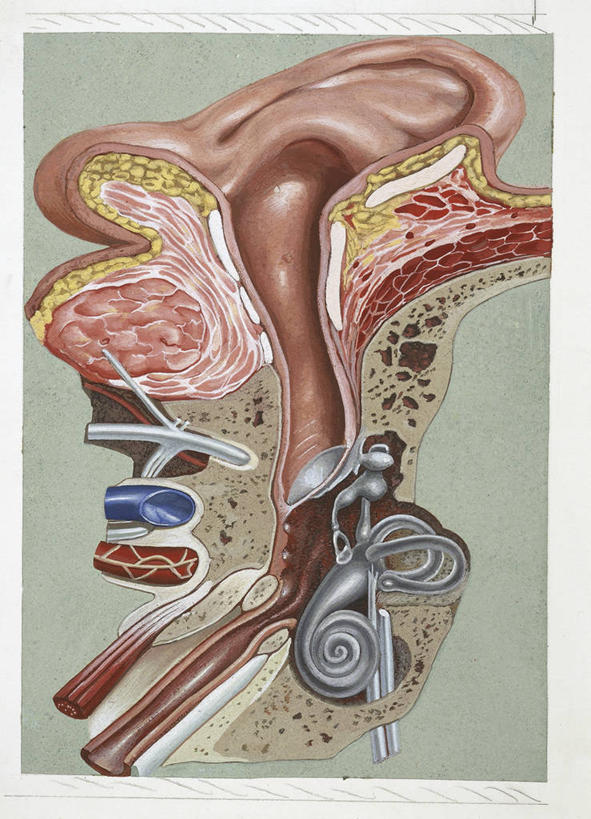 耳朵,无人,竖图,插画,数码,科技,阴影,科学,网络,高光,几何,计算机图形,合成,图画,画,人体,摄影,电脑合成图,数码合成图,生物学,合成图,横截面,漫画,耳鼓,写实,具体,具象,内耳,中耳,半规管,人体结构,耳,耳部,彩图