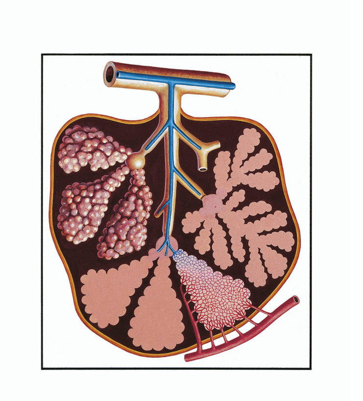 内脏,肺,动脉,静脉,无人,竖图,插画,白色背景,数码,科技,阴影,科学,网络,医学,高光,几何,计算机图形,合成,图画,画,花瓣,白色,人体,电脑合成图,数码合成图,生物学,人体器官,器官,合成图,漫画,写实,具体,具象,腺泡,支气管树,呼吸系统,肺静脉,人体结构,自然科学,博物学,生物科学,肺部,肺脏,叶,彩图,肺泡管
