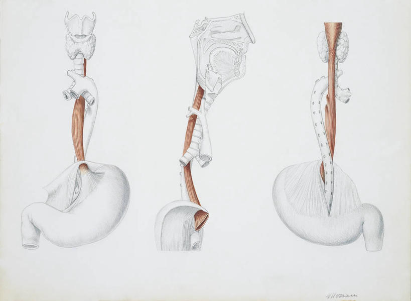 无人,横图,插画,白色背景,数码,科技,一排,阴影,整齐,科学,网络,高光,几何,计算机图形,合成,图画,画,排列,三个,白色,人体,电脑合成图,数码合成图,生物学,合成图,队列,漫画,写实,具体,具象,消化道,吸收,消化管,人体结构,消化,排泄,摄取,食管,彩图,消化腺,转运,消化系统