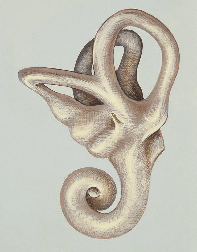 耳朵,无人,竖图,插画,数码,科技,阴影,科学,网络,高光,几何,计算机图形,合成,图画,画,一个,人体,单个,电脑合成图,数码合成图,生物学,合成图,漫画,耳蜗,写实,具体,具象,内耳,人体结构,耳,耳部,彩图