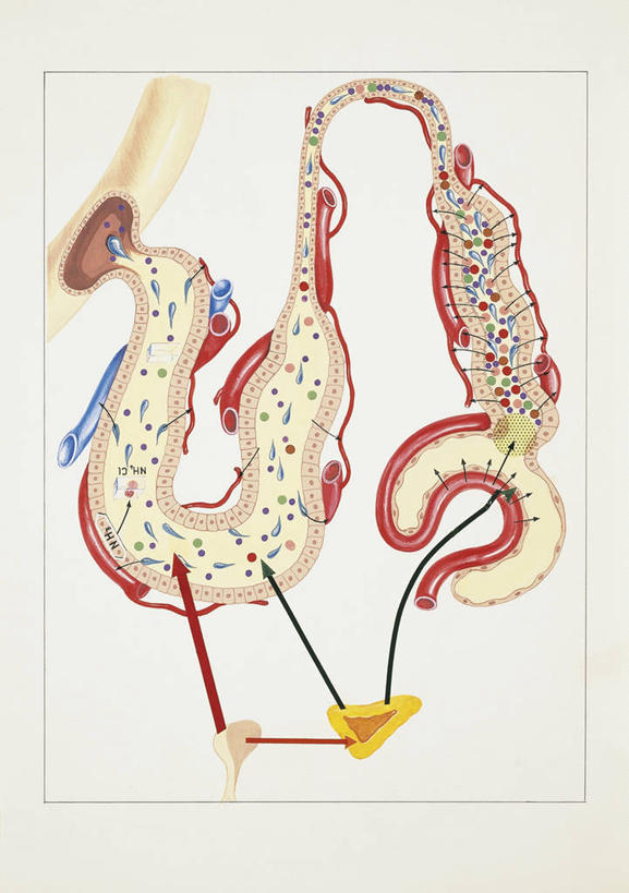 无人,竖图,插画,白色背景,数码,科技,指示牌,阴影,科学,网络,标志,图表,文字,高光,几何,计算机图形,合成,图画,方向,标识,箭头,画,白色,人体,部分,电脑合成图,数码合成图,生物学,指向,合成图,漫画,尿液,泌尿系统,写实,具体,具象,簇,人体结构,彩图