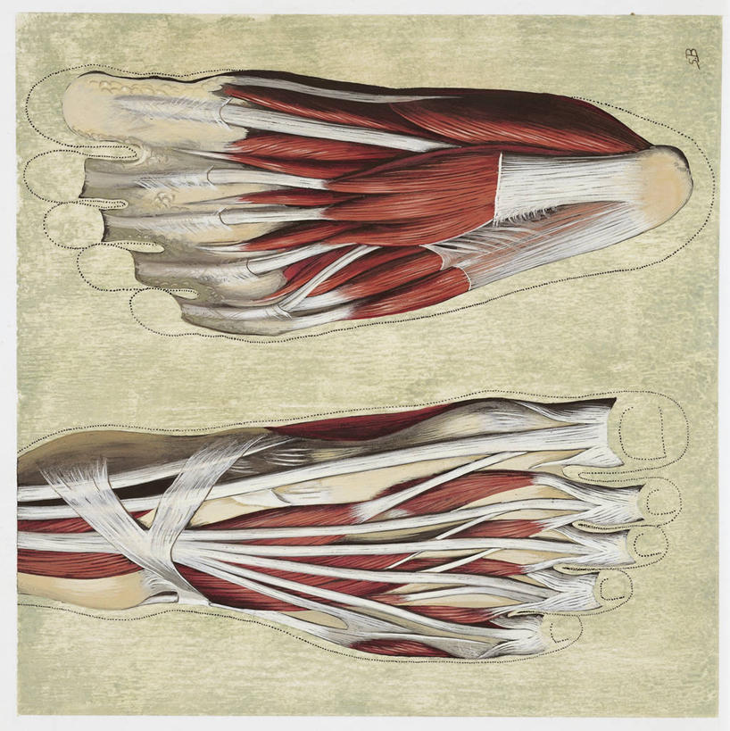 肌肉,健壮,无人,竖图,方图,俯视,插画,数码,科技,阴影,科学,网络,高光,几何,计算机图形,合成,图画,画,两个,健康,活力,力量,人体,青春,电脑合成图,数码合成图,生物学,强壮,合成图,韧带,漫画,足,软骨,写实,具体,具象,小指展肌,趾短屈肌,人体结构,彩图,高角度拍摄