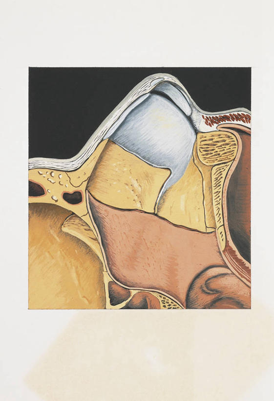 鼻子,无人,竖图,方图,插画,数码,科技,阴影,科学,网络,高光,几何,计算机图形,合成,图画,画,纸巾,人体,部分,电脑合成图,数码合成图,生物学,合成图,横截面,漫画,鼻腔,写实,具体,具象,人体结构,鼻,鼻孔,彩图,鼻中隔