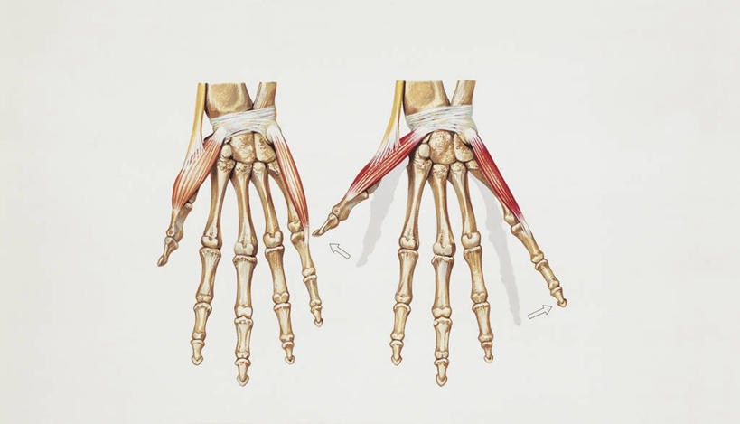 手,肌肉,健壮,无人,横图,插画,白色背景,数码,科技,阴影,科学,网络,高光,几何,计算机图形,合成,图画,画,两个,白色,健康,手指,活力,力量,人体,青春,电脑合成图,数码合成图,生物学,强壮,合成图,漫画,写实,具体,具象,肌腱,拇指外展肌,人体结构,彩图