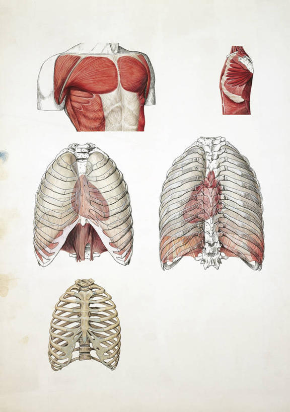 骨骼,肌肉,健壮,无人,竖图,插画,白色背景,正面,侧面,数码,科技,阴影,科学,网络,膜,骨头,高光,几何,计算机图形,合成,图画,画,白色,纸巾,健康,躯干,活力,力量,人体,青春,部分,电脑合成图,数码合成图,生物学,胸腔,强壮,合成图,胸肌,漫画,写实,具体,具象,外斜肌,人体结构,胸部,彩图