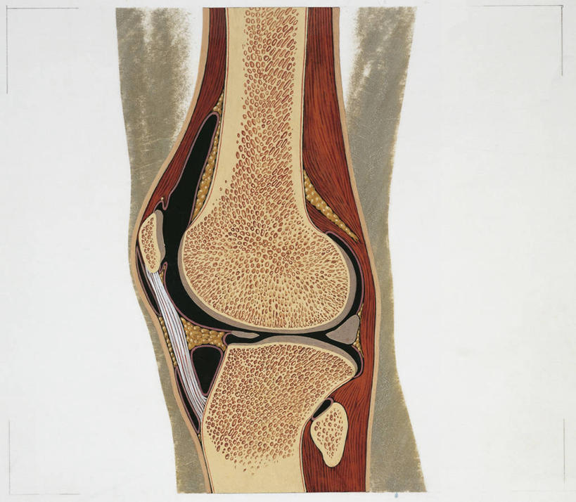 肌肉,关节,腿,健壮,无人,横图,插画,白色背景,数码,科技,阴影,科学,网络,高光,几何,计算机图形,联系,合成,图画,画,白色,健康,活力,力量,人体,青春,部分,电脑合成图,数码合成图,生物学,强壮,合成图,腿骨,横截面,韧带,漫画,写实,具体,具象,腓骨,股骨,胫骨,内侧副韧带,四肢,人体结构,彩图