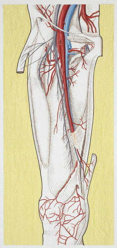 动脉,血管,毛细血管,无人,竖图,全景,插画,数码,科技,阴影,科学,网络,高光,几何,计算机图形,合成,图画,画,人体,电脑合成图,数码合成图,生物学,心血管系统,合成图,漫画,写实,具体,具象,股动脉,人体结构,彩图