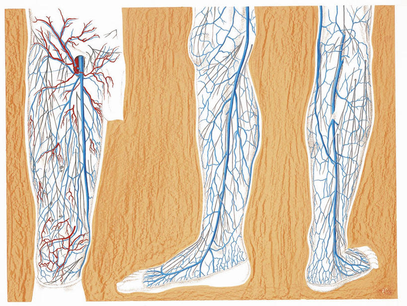 动脉,血管,毛细血管,腿,无人,横图,插画,数码,科技,大腿,阴影,科学,网络,高光,几何,计算机图形,合成,图画,画,人体,电脑合成图,数码合成图,生物学,心血管系统,合成图,漫画,写实,具体,具象,四肢,人体结构,彩图