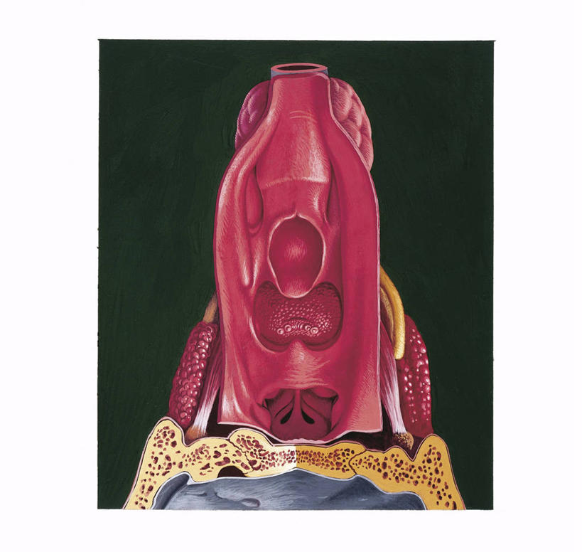 无人,横图,竖图,插画,数码,科技,阴影,科学,网络,高光,几何,计算机图形,合成,图画,画,一个,背面,人体,单个,部分,电脑合成图,数码合成图,生物学,合成图,横截面,漫画,呼吸道,写实,具体,具象,咽,人体结构,彩图