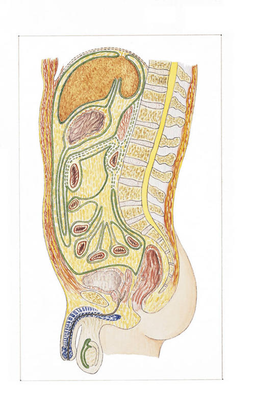 无人,竖图,插画,白色背景,侧面,数码,科技,阴影,科学,网络,标志,符号,膜,高光,几何,计算机图形,合成,图画,标识,画,白色,纸巾,人体,支撑,电脑合成图,数码合成图,生物学,合成图,漫画,写实,具体,具象,性别符号,人体结构,腹膜,彩图,男性符号,间皮