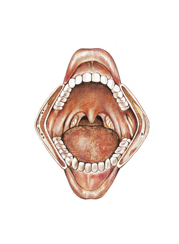 嘴,牙齿,无人,竖图,插画,白色背景,正面,数码,科技,阴影,科学,网络,高光,几何,计算机图形,合成,图画,画,白色,打开,人体,电脑合成图,数码合成图,生物学,开启,合成图,漫画,写实,具体,具象,颌骨,人体结构,舌头,齿,口,口腔,牙,牙龈,嘴巴,嘴唇,彩图