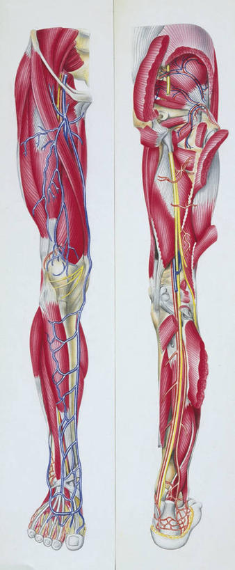 肌肉,腿,健壮,无人,竖图,全景,插画,正面,数码,科技,比目鱼,阴影,科学,网络,高光,几何,计算机图形,合成,图画,画,背面,健康,活力,力量,人体,青春,电脑合成图,数码合成图,生物学,强壮,合成图,漫画,写实,具体,具象,股二头肌,缝匠肌,胫前肌,四肢,人体结构,骨骼肌,彩图