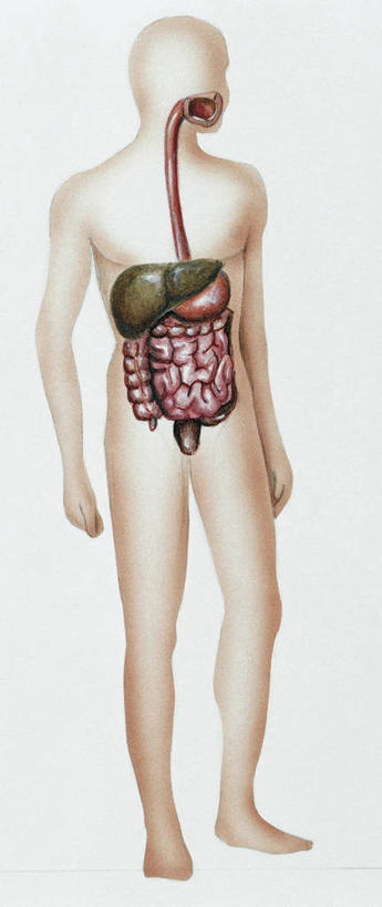 肝脏,无人,竖图,全景,插画,白色背景,数码,科技,阴影,科学,网络,高光,几何,计算机图形,合成,图画,画,白色,躯干,人体,摄影,电脑合成图,数码合成图,生物学,合成图,漫画,生理学,写实,具体,具象,肠道,回肠,结肠,消化道,吸收,消化管,人体结构,消化,排泄,摄取,小肠,彩图,消化腺,转运,消化系统