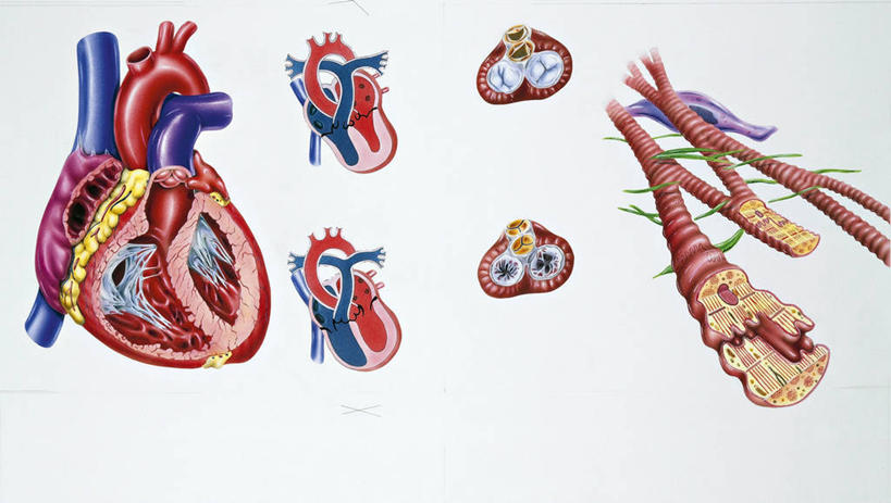 内脏,肺,动脉,静脉,肌肉,血管,健壮,无人,横图,插画,白色背景,数码,科技,阴影,科学,网络,医学,高光,几何,计算机图形,合成,图画,画,白色,健康,活力,力量,人体,摄影,青春,电脑合成图,数码合成图,生物学,心血管系统,人体器官,强壮,器官,合成图,横截面,漫画,左心房,心房,心室,生理学,写实,具体,具象,右心室,呼吸系统,主动脉,右心房,左心室,人体结构,自然科学,博物学,生物科学,肺部,肺脏,彩图