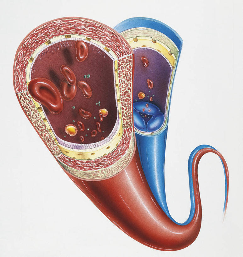 血管,无人,竖图,插画,白色背景,数码,科技,阴影,科学,网络,细胞,高光,几何,计算机图形,合成,图画,画,白色,血液,人体,摄影,电脑合成图,数码合成图,生物学,心血管系统,血细胞,合成图,漫画,生理学,写实,具体,具象,人体结构,彩图