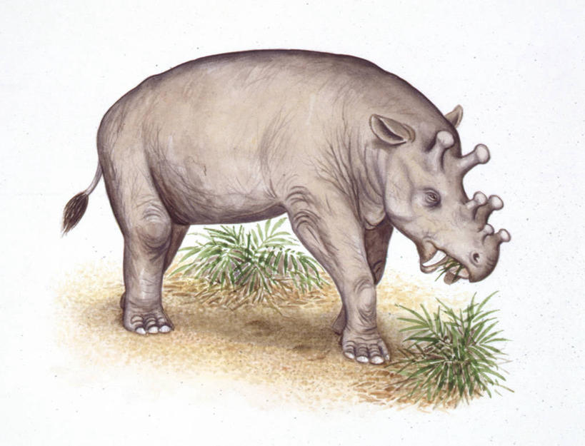 无人,站,吃,横图,插画,室外,白天,白色背景,数码,科技,哺乳动物,野生动物,阴影,网络,高光,几何,计算机图形,合成,图画,历史,画,草,白色,动物,食草动物,电脑合成图,数码合成图,合成图,漫画,偶蹄目,写实,具体,具象,古代史,地质学,咀嚼,史前时代,彩图,过去,古生物学