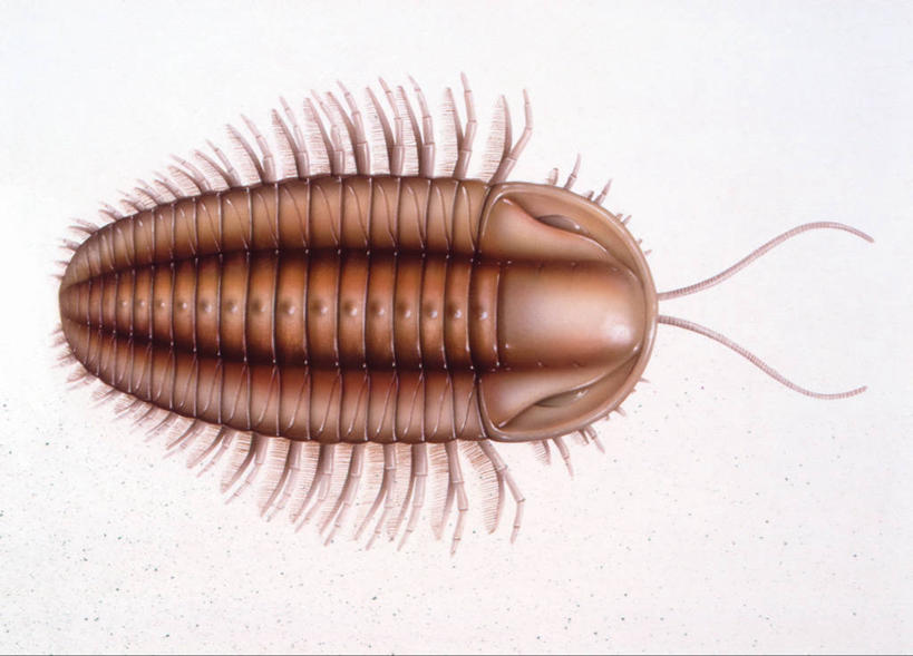 无人,横图,俯视,插画,室外,白天,白色背景,数码,科技,阴影,网络,三叶虫,高光,几何,计算机图形,合成,图画,无脊椎动物,画,自然,动物,环境,电脑合成图,数码合成图,合成图,节肢动物,漫画,写实,具体,具象,古代史,地质学,史前时代,彩图,高角度拍摄,古生代,过去,古生物学