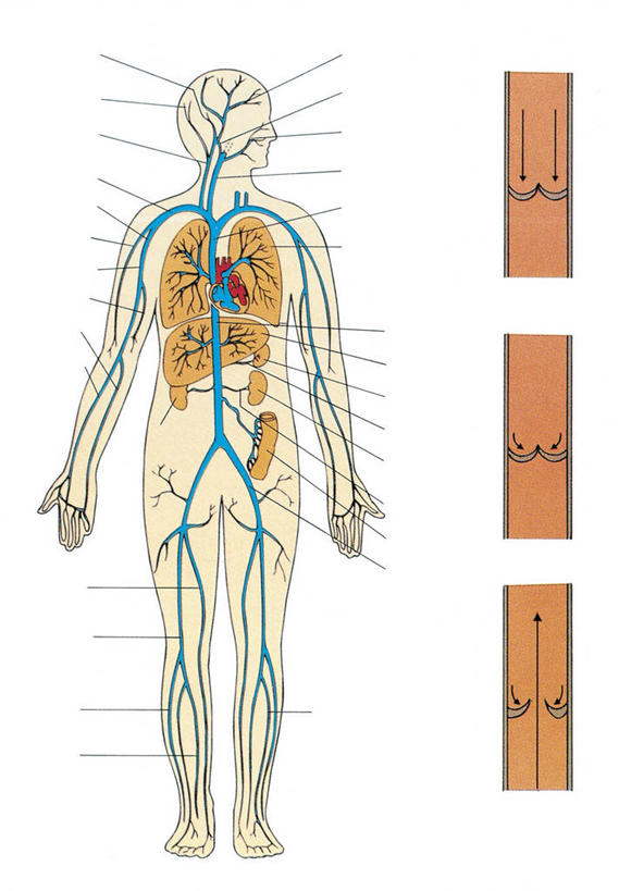 血管,无人,竖图,插画,白色背景,数码,科技,阴影,科学,网络,高光,几何,计算机图形,合成,图画,画,白色,人体,摄影,电脑合成图,数码合成图,生物学,心血管系统,合成图,漫画,生理学,写实,具体,具象,淋巴系统,瓣膜,静脉瓣膜,人体结构,彩图,空气阀