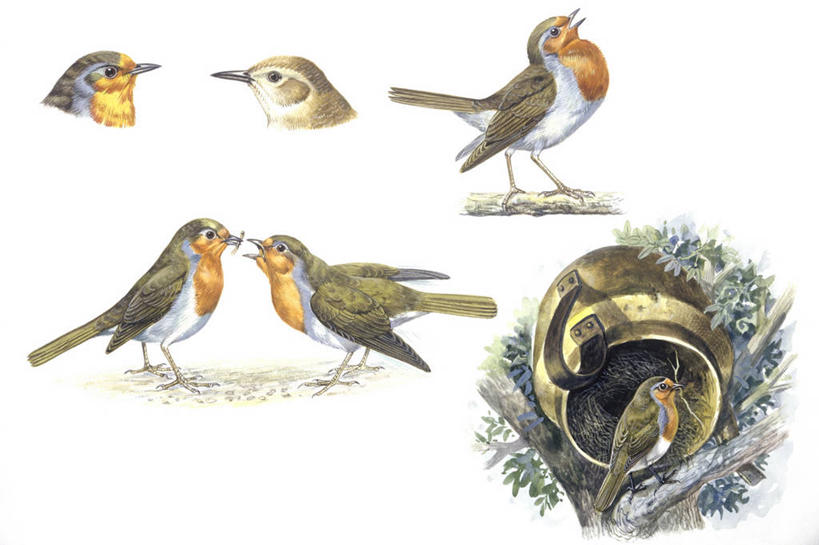 无人,横图,插画,白色背景,数码,科技,野生动物,阴影,科学,网络,鸟类,夜莺,知更鸟,鸟巢,高光,几何,计算机图形,合成,图画,锅,画,白色,自然,栖息,环境,电脑合成图,数码合成图,生物学,威胁,合成图,进攻,漫画,写实,具体,具象,彩图,伴侣,动物行为,动物学