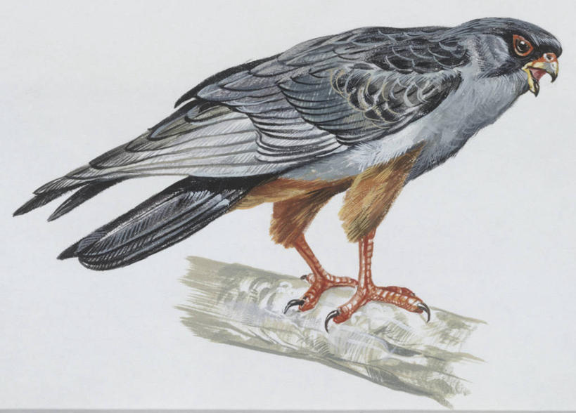 无人,横图,插画,白色背景,侧面,数码,科技,野生动物,阴影,科学,网络,鸟类,枝,高光,几何,计算机图形,合成,图画,画,白色,自然,动物,栖息,环境,电脑合成图,数码合成图,生物学,合成图,漫画,写实,具体,具象,百灵鸟,彩图,动物学