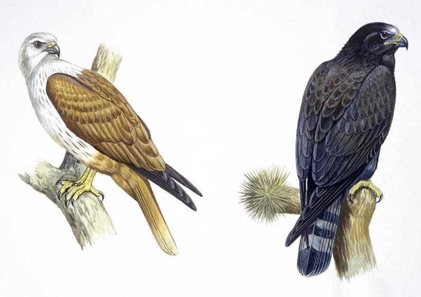 无人,横图,插画,白色背景,数码,科技,野生动物,阴影,科学,网络,鸟类,枝,高光,几何,计算机图形,合成,图画,画,白色,自然,动物,两只,栖息,环境,电脑合成图,数码合成图,生物学,合成图,漫画,写实,具体,具象,栗鸢,彩图,动物学