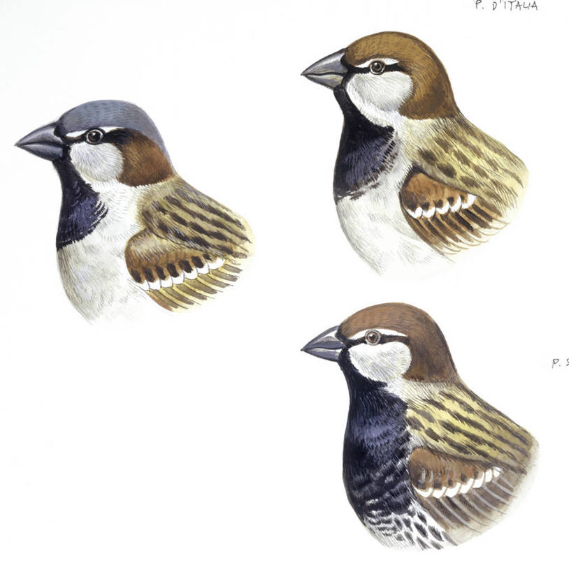 无人,竖图,方图,插画,白色背景,侧面,数码,科技,野生动物,三只,阴影,科学,网络,麻雀,鸟类,高光,几何,计算机图形,合成,图画,画,白色,自然,栖息,部分,环境,电脑合成图,数码合成图,生物学,合成图,漫画,写实,具体,具象,彩图,家麻雀,动物学