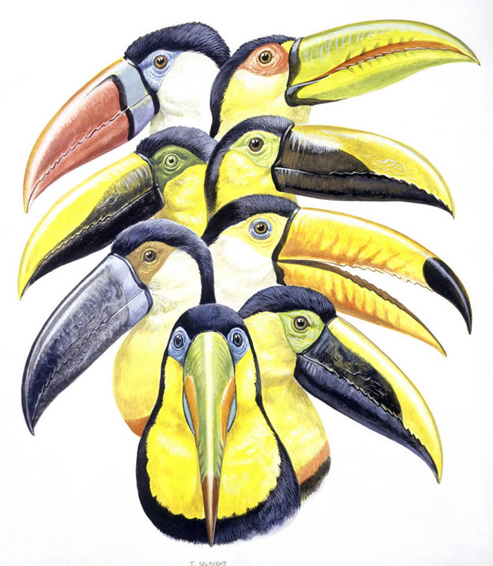 无人,竖图,插画,特写,白色背景,正面,数码,科技,鸟,野生动物,一排,阴影,整齐,科学,网络,鸟类,高光,几何,计算机图形,合成,图画,画,排列,白色,自然,动物,多样,环境,电脑合成图,数码合成图,生物学,合成图,队列,漫画,巨嘴鸟,写实,具体,具象,鵎鵼,红胸巨嘴鸟,彩图,凹嘴巨嘴鸟,动物学,乔科巨嘴鸟,黑嘴巨嘴鸟