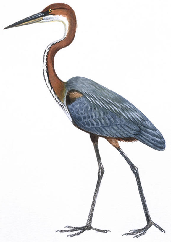 无人,站,竖图,插画,白色背景,侧面,数码,科技,野生动物,阴影,科学,网络,苍鹭,鸟类,高光,几何,计算机图形,合成,图画,画,白色,自然,动物,环境,电脑合成图,数码合成图,生物学,鹳,合成图,漫画,写实,具体,具象,巨鹭,彩图,动物学