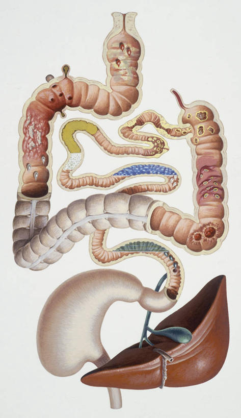 无人,竖图,插画,白色背景,正面,数码,科技,阴影,网络,高光,几何,计算机图形,合成,图画,画,白色,生病,摄影,电脑合成图,数码合成图,疾病,合成图,漫画,写实,具体,具象,肠道,消化道,吸收,消化管,消化,排泄,腹泻,摄取,彩图,消化腺,转运,消化系统