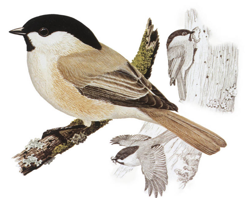 无人,横图,插画,白色背景,数码,科技,野生动物,三只,阴影,科学,网络,鸟类,山雀,树皮,枝,高光,几何,计算机图形,合成,图画,画,树,白色,自然,栖息,环境,电脑合成图,数码合成图,生物学,合成图,漫画,写实,具体,具象,嫩枝,彩图,动物学