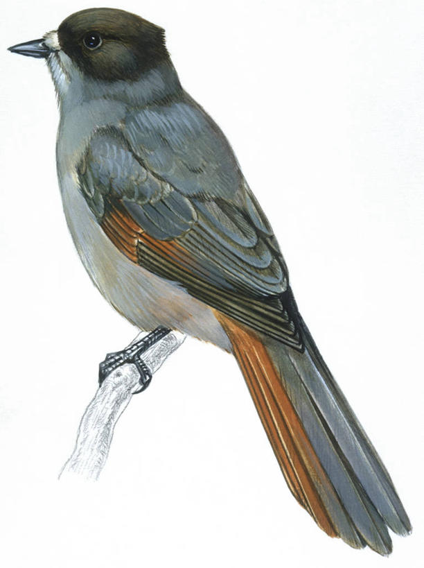 无人,竖图,插画,白色背景,侧面,数码,科技,野生动物,阴影,科学,网络,鸟类,高光,几何,计算机图形,合成,图画,画,白色,自然,动物,栖息,环境,电脑合成图,数码合成图,生物学,合成图,漫画,写实,具体,具象,僵鸟,北噪鸦,彩图,动物学