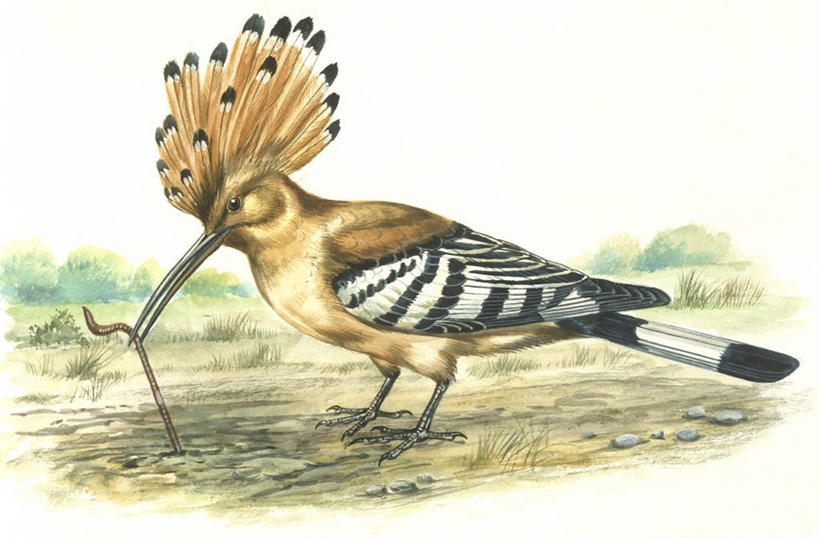 无人,站,拉,横图,插画,室外,白天,侧面,数码,科技,野生动物,阴影,科学,网络,鸟类,捕食,高光,几何,计算机图形,合成,图画,画,自然,动物,环境,电脑合成图,数码合成图,生物学,合成图,漫画,蚯蚓,写实,具体,具象,戴胜鸟,喂养,彩图,环节动物,动物行为,动物学