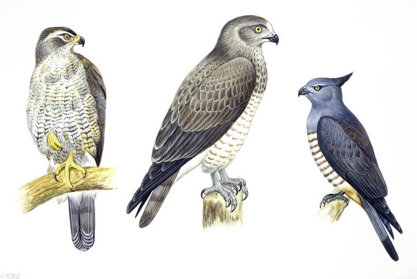 无人,横图,插画,白色背景,侧面,数码,科技,苍鹰,野生动物,鹰,三只,阴影,科学,网络,鸟类,高光,几何,计算机图形,合成,图画,画,白色,自然,环境,电脑合成图,数码合成图,生物学,合成图,漫画,写实,具体,具象,老鹰,彩图,动物学