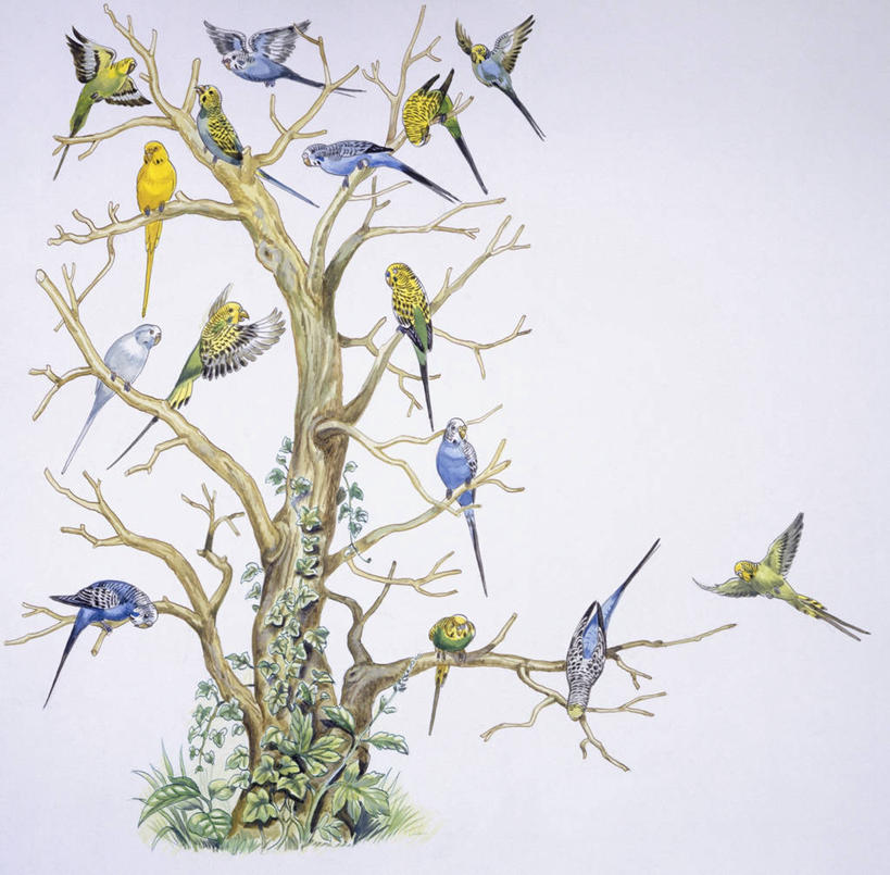 无人,横图,方图,插画,白色背景,数码,科技,野生动物,鹦鹉,一群,许多,阴影,科学,网络,鸟类,很多,高光,几何,计算机图形,合成,图画,画,树,白色,自然,栖息,环境,电脑合成图,数码合成图,生物学,合成图,漫画,写实,具体,具象,热带鸟,长尾鹦鹉,虎皮鹦鹉,彩图,动物学