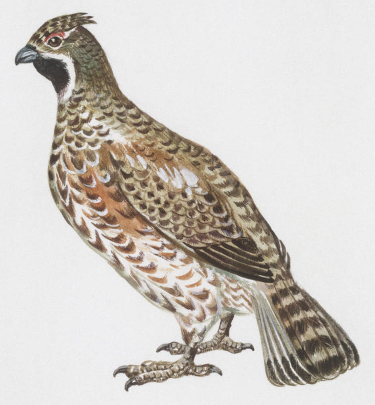 无人,站,竖图,插画,白色背景,侧面,数码,科技,野生动物,阴影,科学,网络,鸟类,高光,几何,计算机图形,合成,图画,画,白色,自然,动物,环境,电脑合成图,数码合成图,生物学,合成图,漫画,写实,具体,具象,彩图,鸡形目,动物学