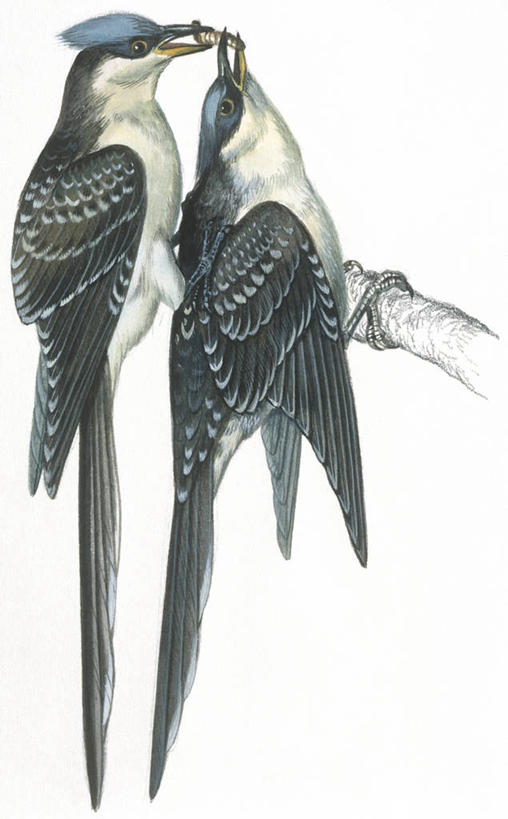 无人,竖图,插画,白色背景,数码,科技,野生动物,阴影,科学,网络,鸟类,高光,几何,计算机图形,合成,图画,画,蓝色,白色,自然,动物,两只,环境,电脑合成图,数码合成图,生物学,合成图,交配,漫画,写实,具体,具象,性行为,彩图,伴侣,动物行为,动物学