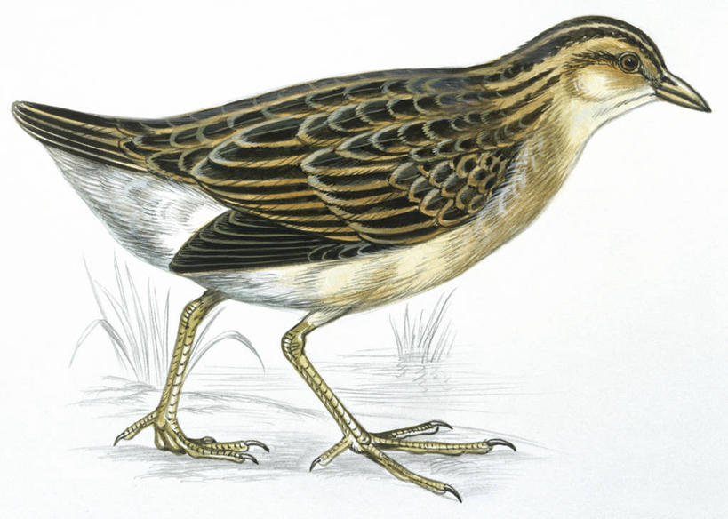 无人,横图,插画,白色背景,侧面,数码,科技,野生动物,阴影,科学,网络,鸟类,高光,几何,计算机图形,合成,图画,画,白色,自然,动物,环境,电脑合成图,数码合成图,生物学,合成图,漫画,写实,具体,具象,黑水鸡,步行,彩图,动物学