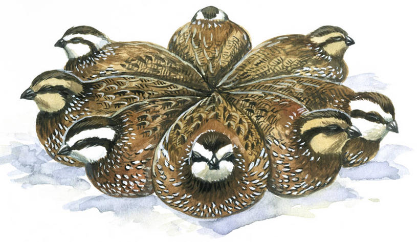 无人,横图,插画,室外,白天,数码,科技,雪,野生动物,阴影,科学,网络,圆形,鸟类,冬天,高光,几何,计算机图形,合成,图画,画,自然,寒冷,保护,环境,电脑合成图,数码合成图,生物学,合成图,漫画,写实,具体,具象,鹌鹑,彩图,鸡形目,动物学