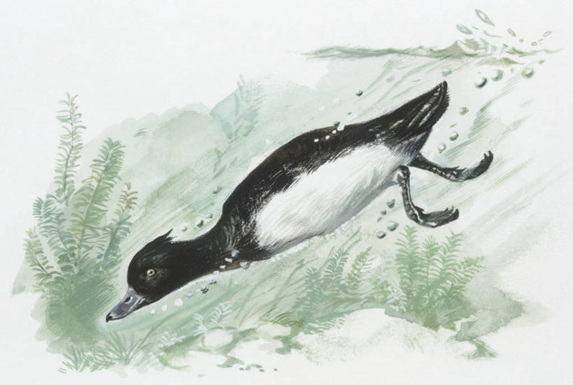 跳水,游泳,无人,横图,插画,白色背景,侧面,数码,科技,湖,野生动物,阴影,科学,网络,鸟类,高光,几何,计算机图形,合成,图画,画,白色,自然,动物,环境,电脑合成图,数码合成图,生物学,合成图,漫画,写实,具体,具象,彩图,动物学