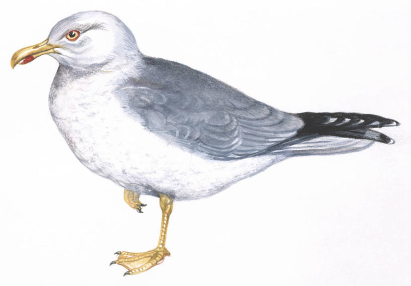 无人,站,横图,插画,白色背景,侧面,数码,科技,海鸥,野生动物,阴影,科学,网络,高光,几何,计算机图形,合成,图画,画,白色,自然,动物,环境,电脑合成图,数码合成图,生物学,合成图,漫画,黑脊鸥,写实,具体,具象,彩图,动物学