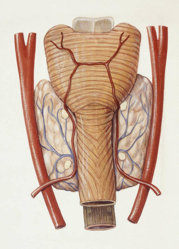 内脏,动脉,静脉,无人,竖图,插画,白色背景,数码,科技,阴影,科学,网络,医学,高光,几何,计算机图形,合成,图画,画,白色,人体,电脑合成图,数码合成图,生物学,人体器官,器官,合成图,漫画,腺体,写实,具体,具象,甲状腺,内分泌系统,甲状旁腺,人体结构,自然科学,博物学,生物科学,彩图