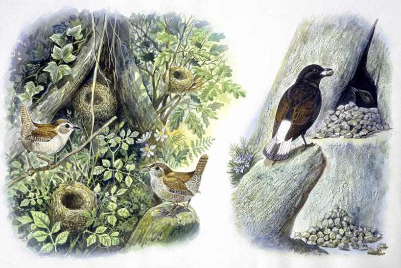 无人,横图,插画,室外,白天,数码,科技,野生动物,四只,阴影,科学,网络,鸟类,鸟巢,高光,几何,计算机图形,合成,图画,画,自然,动物,鹅卵石,栖息,环境,电脑合成图,数码合成图,生物学,合成图,出示,漫画,写实,具体,具象,鹪鹩,岩石,彩图,伴侣,动物学