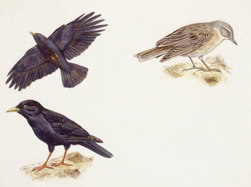 无人,横图,插画,室外,白色背景,数码,科技,鸟,野生动物,三只,阴影,科学,网络,鸟类,高光,几何,计算机图形,合成,图画,飞,画,白色,自然,栖息,多样,乌鸦,环境,电脑合成图,数码合成图,生物学,合成图,漫画,写实,具体,具象,红嘴山鸦,山鸦,彩图,动物学