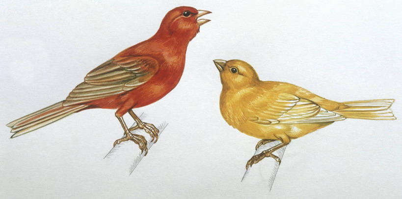 无人,横图,全景,插画,白色背景,侧面,数码,科技,野生动物,阴影,科学,网络,鸟类,枝,高光,几何,计算机图形,合成,图画,画,黄色,红色,白色,自然,动物,两只,栖息,环境,电脑合成图,数码合成图,生物学,合成图,漫画,金丝雀,写实,具体,具象,嫩枝,彩图,动物学