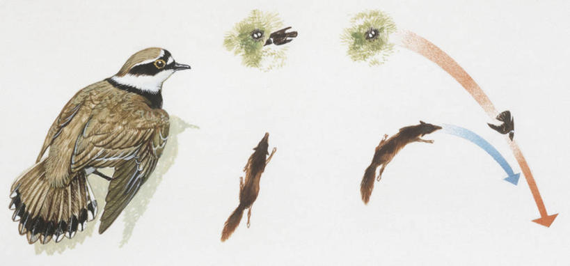 无人,横图,全景,插画,室外,白色背景,数码,科技,指示牌,野生动物,阴影,科学,网络,鸟类,捕食,标志,鸟巢,文字,高光,几何,计算机图形,合成,图画,方向,标识,箭头,画,白色,自然,多样,环境,电脑合成图,数码合成图,生物学,指向,合成图,漫画,写实,具体,具象,簇,金眶鸻,彩图,动物学