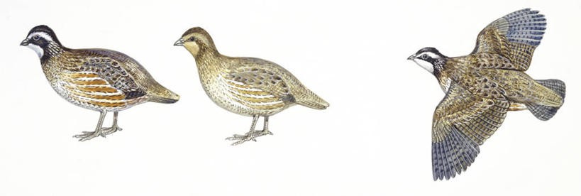 无人,站,横图,全景,插画,白色背景,数码,科技,鸟,野生动物,三只,阴影,科学,网络,翅膀,鸟类,高光,几何,计算机图形,合成,图画,飞,画,白色,自然,动物,环境,电脑合成图,数码合成图,生物学,合成图,漫画,写实,具体,具象,鹌鹑,彩图,鸡形目,动物学