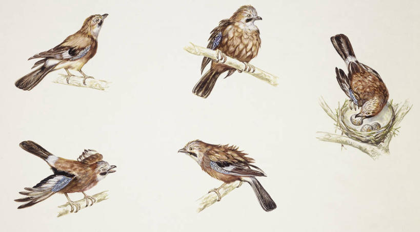 无人,横图,插画,室外,白色背景,数码,科技,野生动物,阴影,科学,网络,鸟类,鸟巢,高光,几何,计算机图形,合成,图画,画,白色,自然,栖息,环境,电脑合成图,数码合成图,生物学,合成图,漫画,写实,具体,具象,卵,僵鸟,彩图,动物学